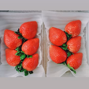 【初どれ！大粒】厳選完熟とちあいか