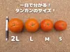 種子島産タンカン 【訳あり】2Lサイズ 10kg