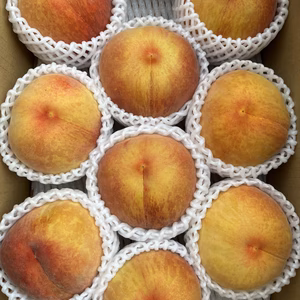 ラスト1箱！明日発送！希少な桃！果汁たっぷり♪ゴールデンピーチ 約2kg 信州桃