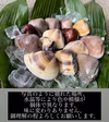 千葉県産　活ハマグリ