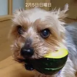コロ助
