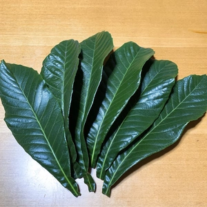 熊本県産 枇杷の葉 びわの葉 20枚以上 (中~特大) 採れたて！農薬不使用！
