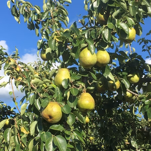 甘ーい洋梨　ラ・フランス１㎏３～４個