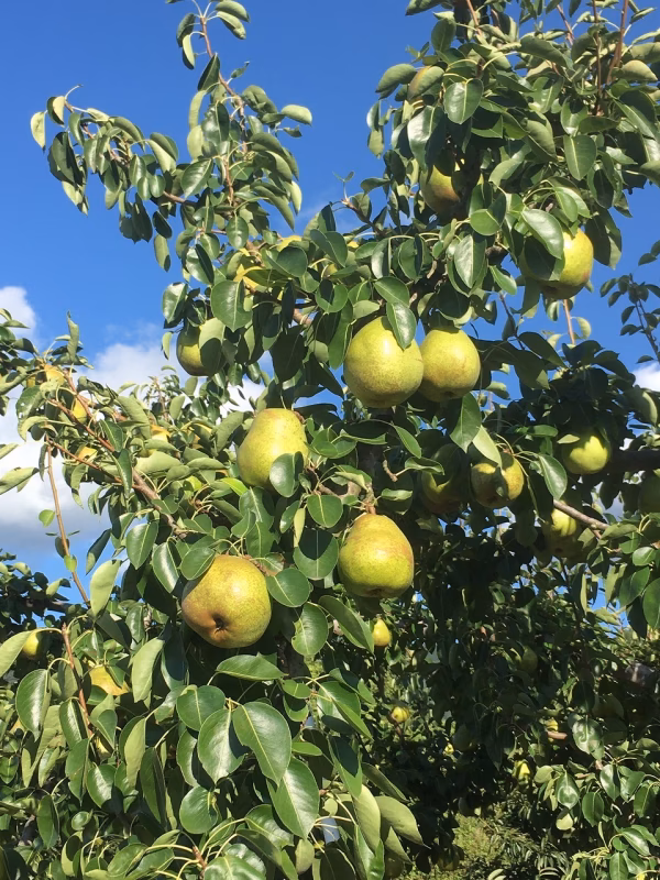 甘ーい洋梨　ラ・フランス２㎏６～８個