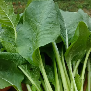 小松菜❗唐辛子付き✨子供に食べさせたい野菜✨✨ばぁばの野菜❗❗✨✨