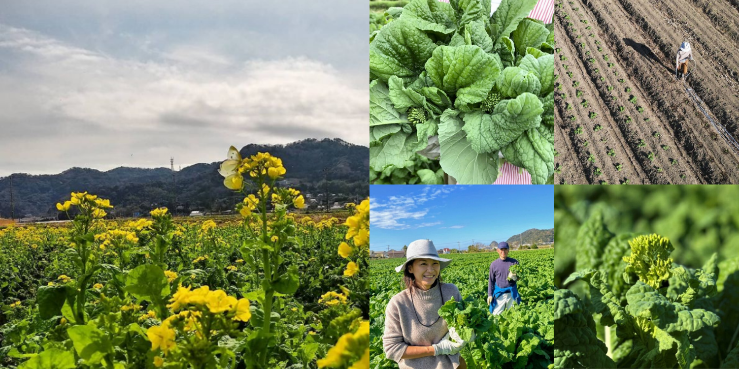 菜花農家さんに旬閉幕後インタビュー おいしさの理由 来期の秘策 愛情いっぱい菜花ばなしを味わってね 農家漁師から産地直送の通販