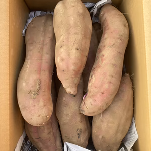 BIGサイズ！熟成べにはるか　土付き　3Lサイズ