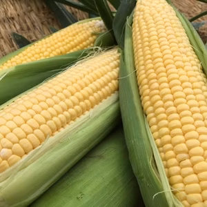 高野農場おいしいトウモロコシ！20本入り