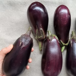 【秋ナス】米なす1.2kg（4～6本程度）南アルプスの有機野菜