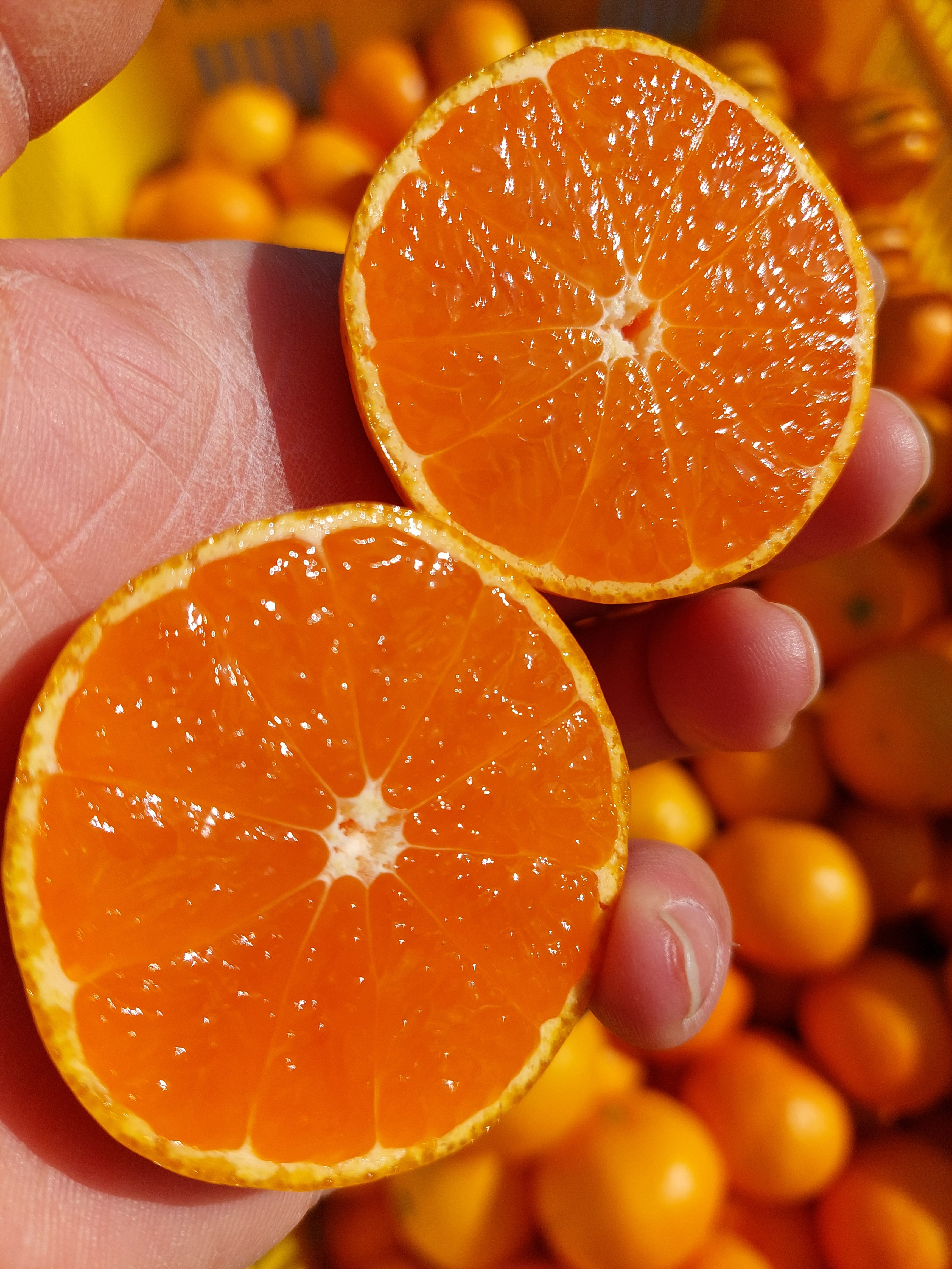 YN26の産直通販・お取り寄せ商品｜ポケットマルシェ｜産地直送で旬の