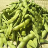 茶豆風味の美味しい枝豆「湯上がり娘」【無農薬・無化学肥料】