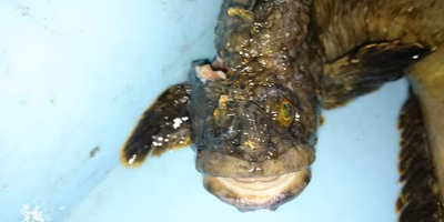 【誰も知らない】激ウマなのに、市場価値がない魚