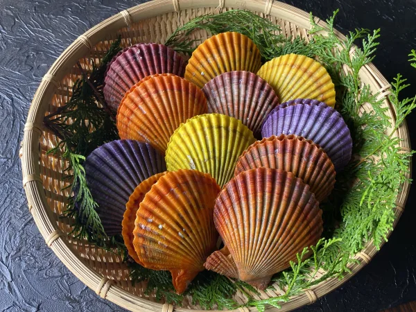 食べる宝石「ヒオウギ貝」貝殻アートの作り方もお伝えします！【冷凍】