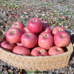 信州産サンふじ3ｋｇ箱入サイズいろいろご家庭用