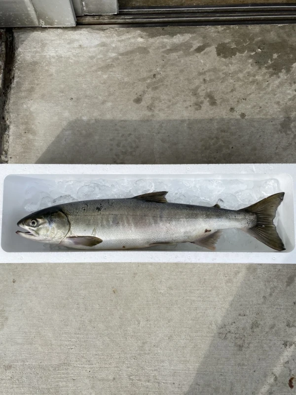 【鮭の季節到来】　秋田県産　生鮭　メス　丸ごと１本　約2.5kg 血抜き処理