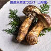 【国産天然松茸】松茸ごはん、土瓶蒸し、焼き松茸等でどうぞ　山形産