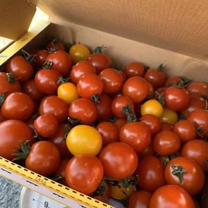 【送料無料‼︎】キラキラミニトマトミックス１キロ