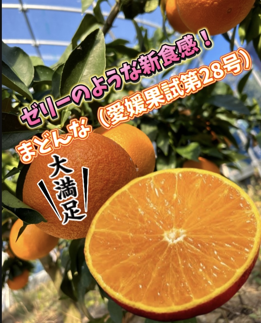 まどんなの産直通販・お取り寄せ商品｜ポケットマルシェ｜産地直送で旬