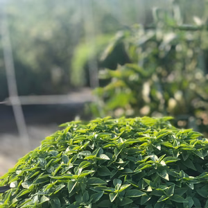 ピザやパスタにぴったり夏の西洋野菜セット