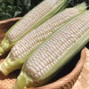 【フルーツのように甘くてジューシー】大きめサイズのホワイトコーン5本