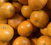 ◆和歌山県産 無農薬 みかん 中生◆ キズやや目立つもの