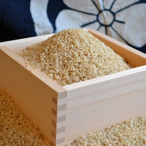 菊池掛け干し清流米　玄米10 Kg
