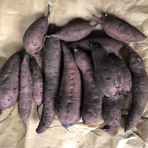 【八戸からお届け】さつまいも・べにはるか3.0kg