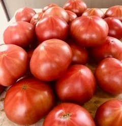 「加賀のトマト」4kg箱入り　北陸の寒さを耐え美味しく育ちました！　
