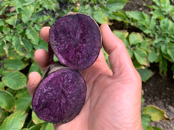 【紫の貴婦人「ノーブルシャドー」】兵庫県但馬産　新じゃが