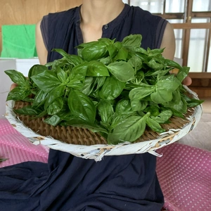 奥出雲産自然栽培バジル(300g)