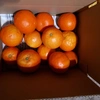 セミノールオレンジ(家庭用、訳あり品)内容量４㌔＋おまけ甘夏１個