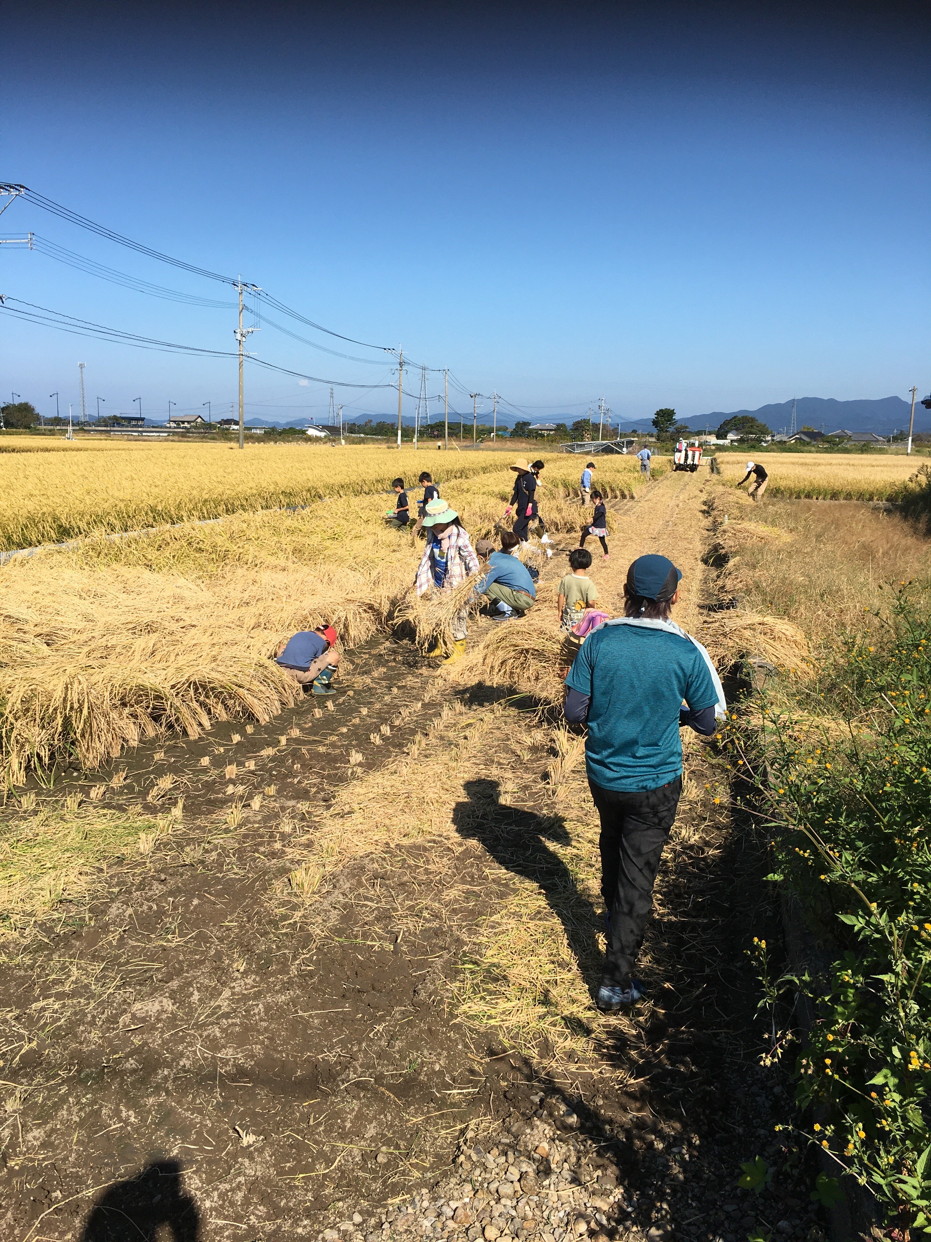 令和4年長崎県大村産米 玄米 栽培期間中農薬 除草剤 不使用 ｜米・穀類