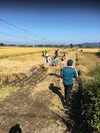 令和4年長崎県大村産米　玄米　栽培期間中農薬　除草剤　不使用　
