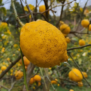 【訳あり】広島県産完熟レモン2kg