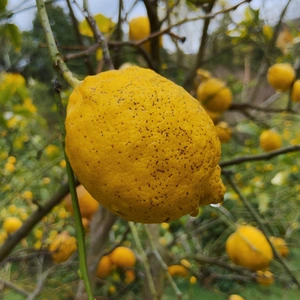 【訳あり】広島県産レモン2kg