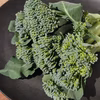 『スティックブロッコリー/茎ブロッコリー 1kg』南房総の農家より直送！