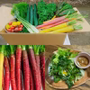 【クール便】期間限定♪『カラフルスティック人参3~4色合計1.8キロセット』