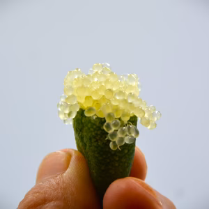 【訳ありSALE‼】Inoフィンガーライム（50g／約4～7本）グリーンクリスタ