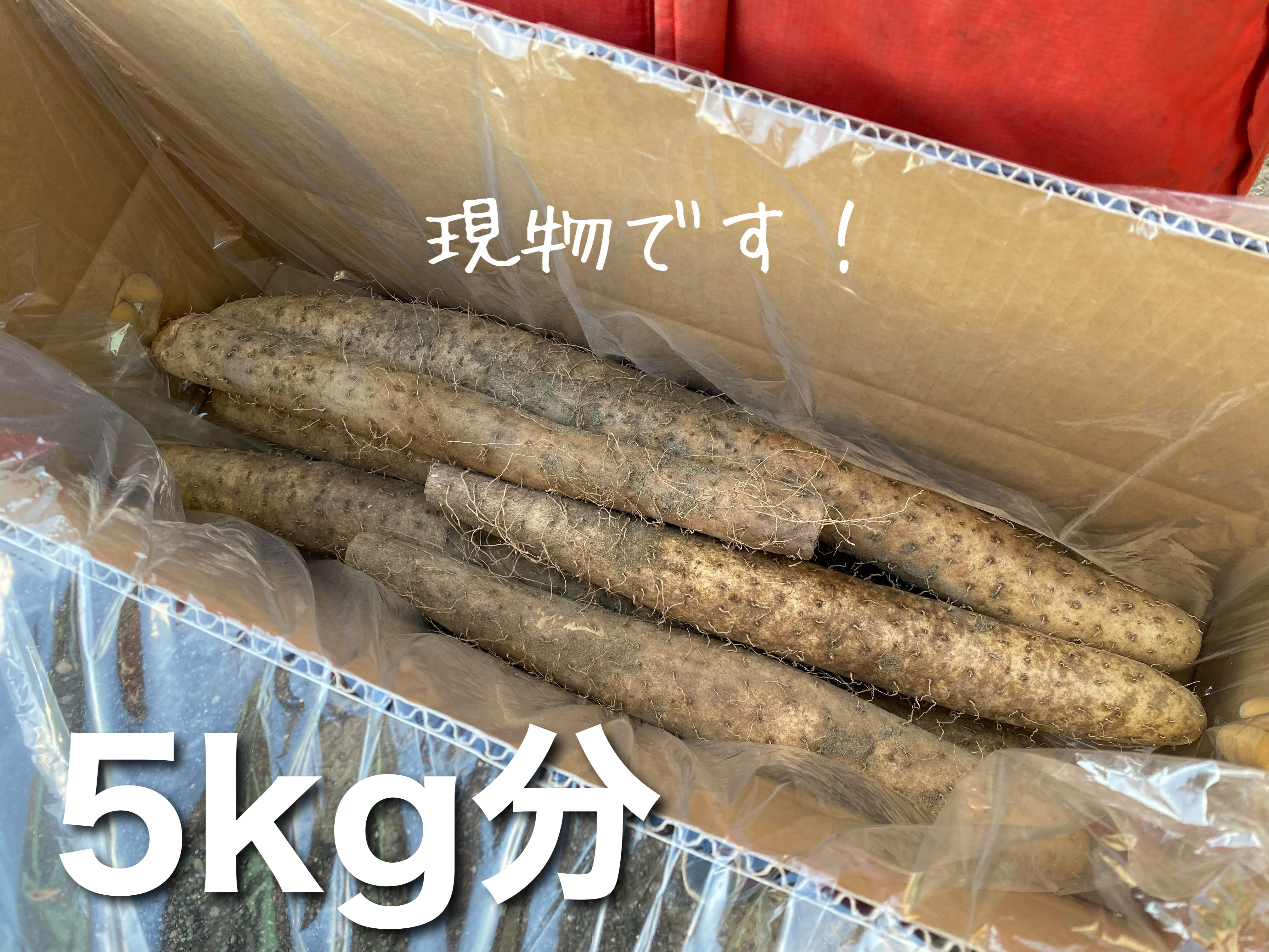 ゆめとろろ(細め)【粘りが強い!!】北海道産 掘りたて長いも｜野菜の