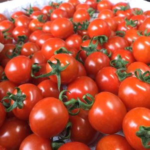 ✳︎信州産ミニトマト 〈サンチェリーピュア〉