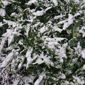 無農薬・無化学肥料栽培の✨寒〆ホウレン草✨