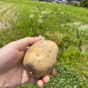 飛騨の山育ち新ジャガイモ