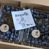 ★ラビットアイ系MIXブルーベリー★