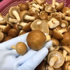【特大なめこ】と選べる粒セット