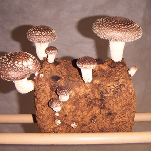 せんいりっち　兵庫県産　菌床生しいたけ