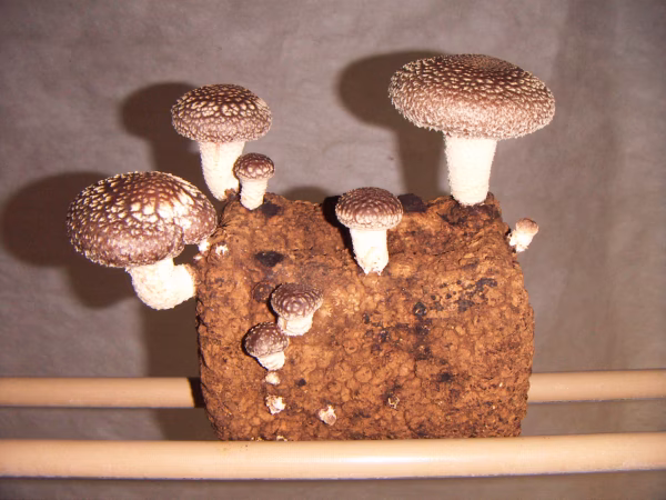 せんいりっち　兵庫県産　菌床生しいたけ