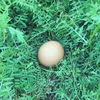 【環境省公認】走る鶏の卵！お多福たまご