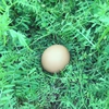 【環境省公認】走る鶏の卵！お多福たまご