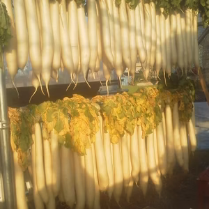 超かんたんすぎる❣訳あり「干し大根の醤油漬け」レシピ付き 1点限り！