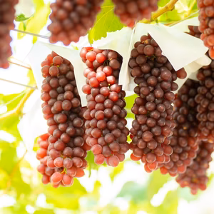 高糖度！こだわりのデラウェア約1.5kg（6～7房）